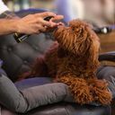 Barbershop Cosmic-Fresh suchy szampon dla psów